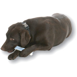 Yuppie Puppy Marrow Bone Dog Chew Toy